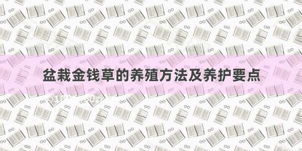 盆栽金钱草的养殖方法及养护要点