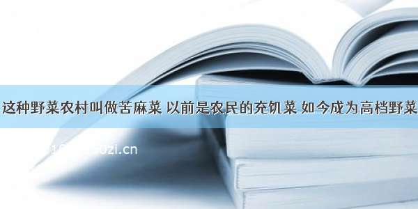 这种野菜农村叫做苦麻菜 以前是农民的充饥菜 如今成为高档野菜