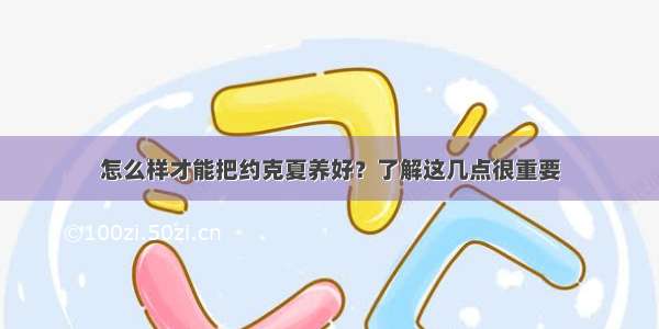 怎么样才能把约克夏养好？了解这几点很重要