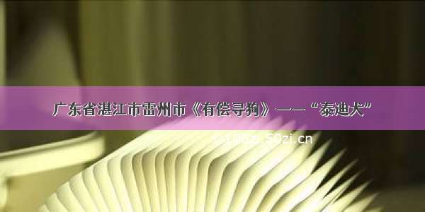 广东省湛江市雷州市《有偿寻狗》——“泰迪犬”