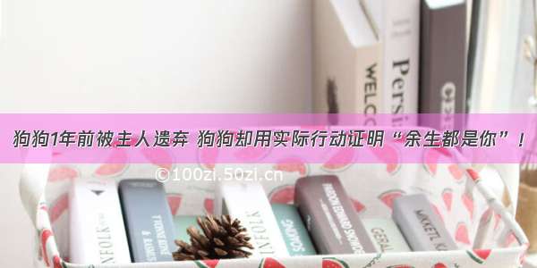 狗狗1年前被主人遗弃 狗狗却用实际行动证明“余生都是你”！