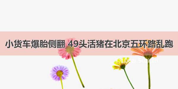 小货车爆胎侧翻 49头活猪在北京五环路乱跑