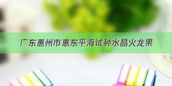 广东惠州市惠东平海试种水晶火龙果