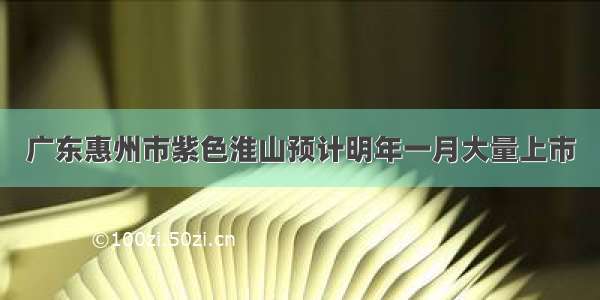 广东惠州市紫色淮山预计明年一月大量上市