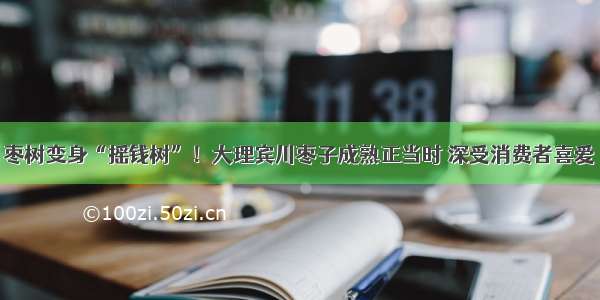 枣树变身“摇钱树”！大理宾川枣子成熟正当时 深受消费者喜爱