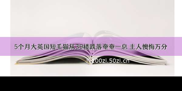 5个月大英国短毛猫从39楼跌落奄奄一息 主人懊悔万分