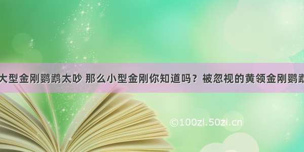 大型金刚鹦鹉太吵 那么小型金刚你知道吗？被忽视的黄领金刚鹦鹉