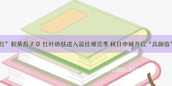 “网红”粉黛乱子草 红叶地肤进入最佳观赏季 秋日申城开启“高颜值”模式