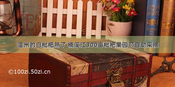 温州的白枇杷熟了 楠溪江300亩枇杷果园可自助采摘