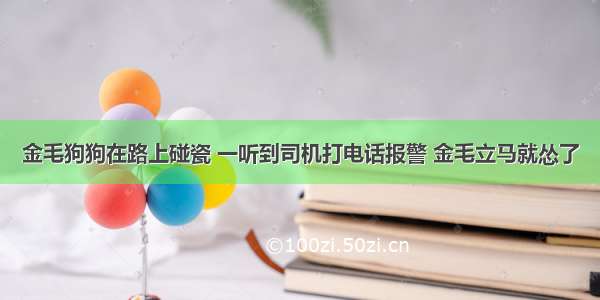 金毛狗狗在路上碰瓷 一听到司机打电话报警 金毛立马就怂了