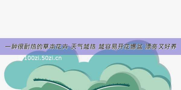 一种很耐热的草本花卉 天气越热 越容易开花爆盆 漂亮又好养