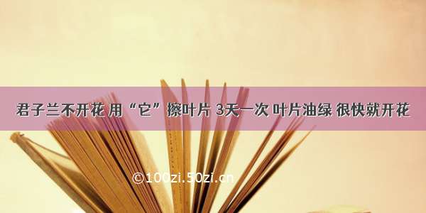 君子兰不开花 用“它”擦叶片 3天一次 叶片油绿 很快就开花