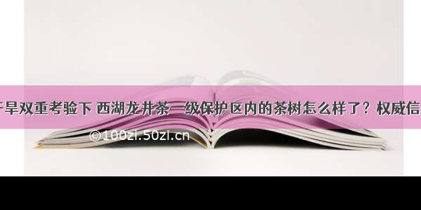 高温干旱双重考验下 西湖龙井茶一级保护区内的茶树怎么样了？权威信息来了