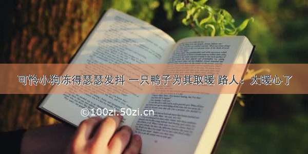 可怜小狗冻得瑟瑟发抖 一只鸭子为其取暖 路人：太暖心了