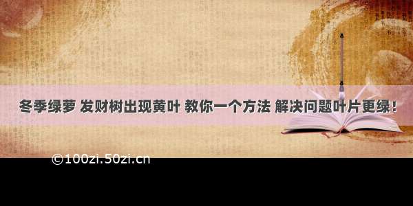 冬季绿萝 发财树出现黄叶 教你一个方法 解决问题叶片更绿！