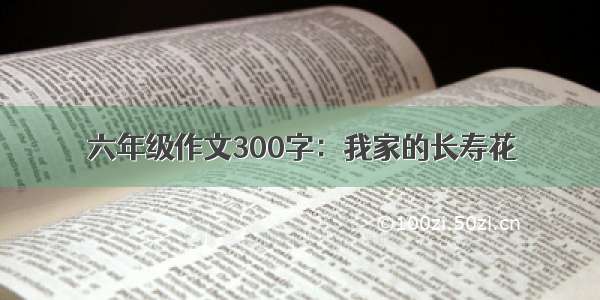 六年级作文300字：我家的长寿花