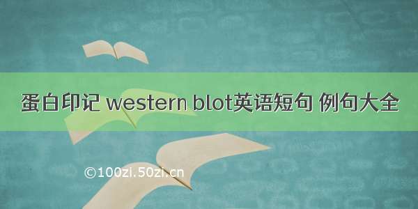 蛋白印记 western blot英语短句 例句大全