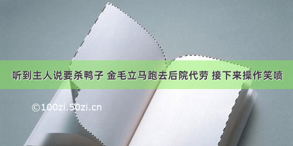 听到主人说要杀鸭子 金毛立马跑去后院代劳 接下来操作笑喷