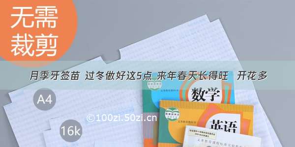 月季牙签苗 过冬做好这5点 来年春天长得旺  开花多