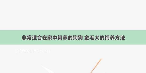 非常适合在家中饲养的狗狗 金毛犬的饲养方法