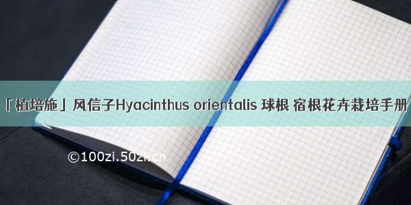 「植培施」风信子Hyacinthus orientalis 球根 宿根花卉栽培手册