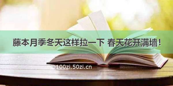 藤本月季冬天这样拉一下 春天花开满墙！