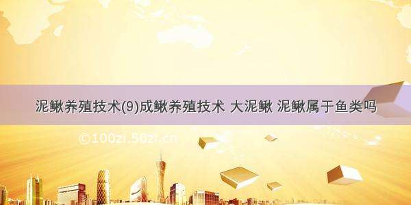 泥鳅养殖技术(9)成鳅养殖技术 大泥鳅 泥鳅属于鱼类吗