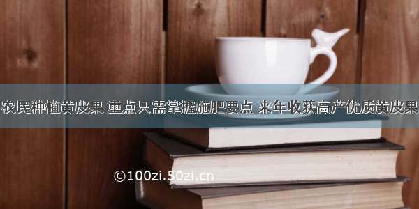 农民种植黄皮果 重点只需掌握施肥要点 来年收获高产优质黄皮果