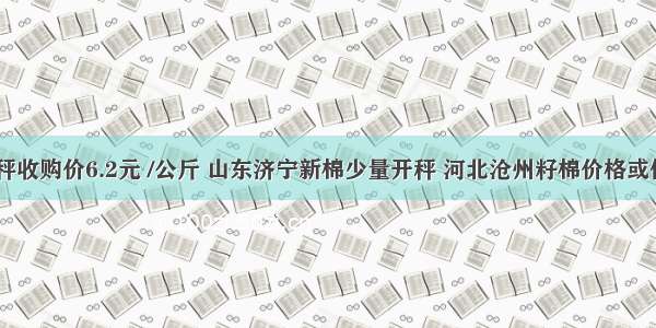 新疆棉花开秤收购价6.2元 /公斤 山东济宁新棉少量开秤 河北沧州籽棉价格或低于3.0元/斤
