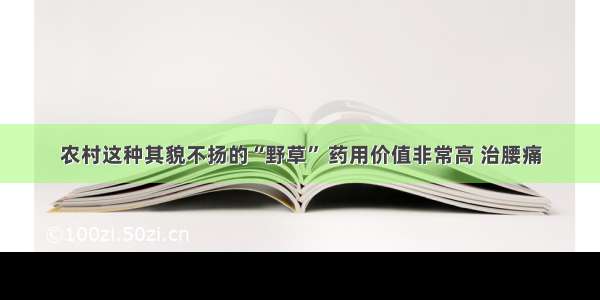 农村这种其貌不扬的“野草” 药用价值非常高 治腰痛