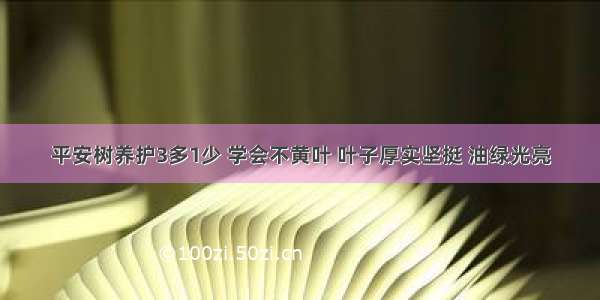 平安树养护3多1少 学会不黄叶 叶子厚实坚挺 油绿光亮