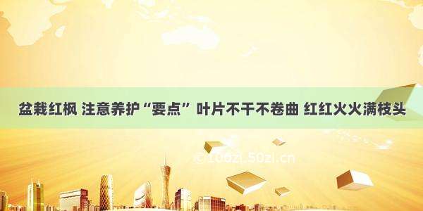 盆栽红枫 注意养护“要点” 叶片不干不卷曲 红红火火满枝头