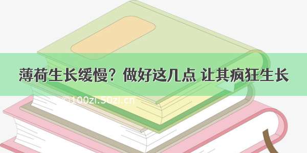 薄荷生长缓慢？做好这几点 让其疯狂生长