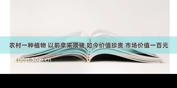 农村一种植物 以前拿来喂猪 如今价值珍贵 市场价值一百元