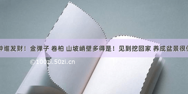 谁种谁发财！金弹子 卷柏 山坡峭壁多得是！见到挖回家 养成盆景很值钱