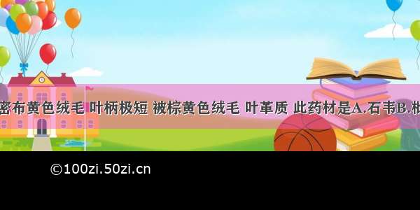 叶下表面密布黄色绒毛 叶柄极短 被棕黄色绒毛 叶革质 此药材是A.石韦B.枇杷叶C.大