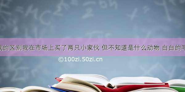 仓鼠和白鼠的区别我在市场上买了两只小家伙 但不知道是什么动物 白白的毛 有大约1c