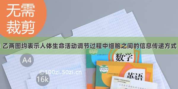 若右图中甲 乙两图均表示人体生命活动调节过程中细胞之间的信息传递方式 则以下相关